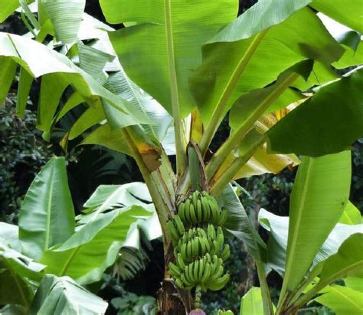 Are banana trees poisonous to dogs?