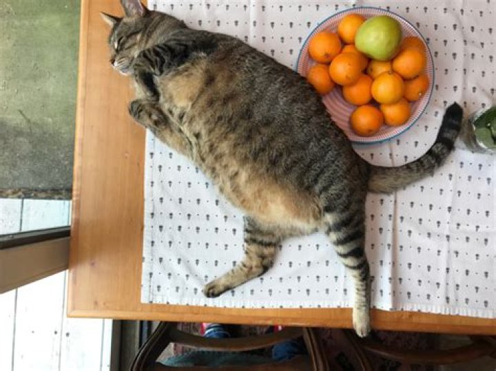 Are cats supposed to be mean?