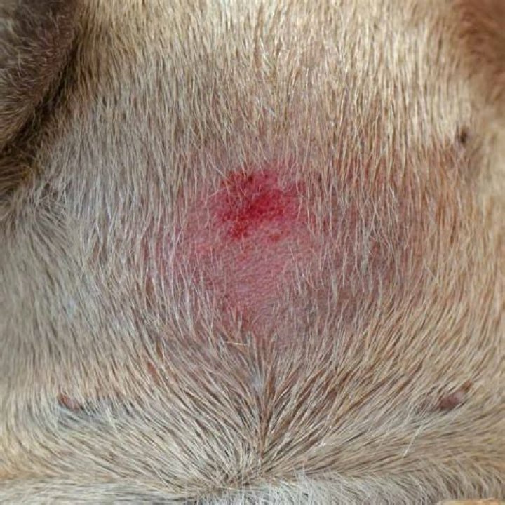 Are cow Buttholes in hot dogs?