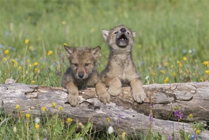 Are coyote pups left alone?