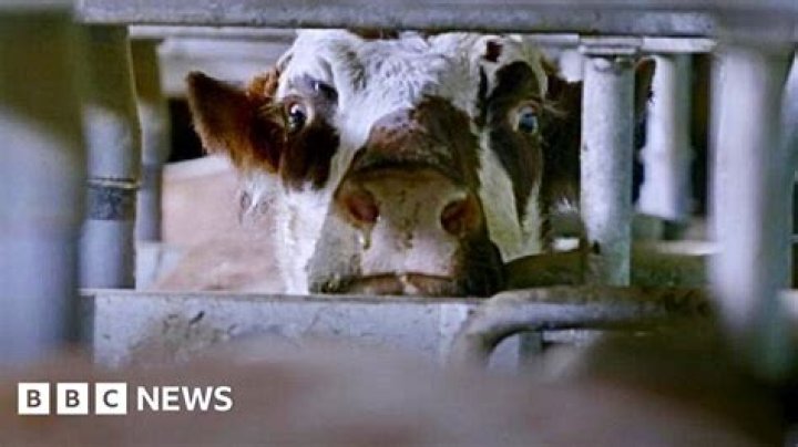 Are dairy cows abused?