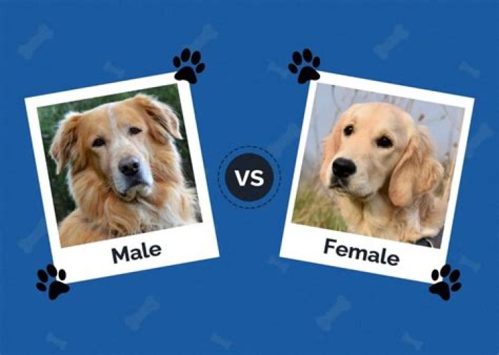 Are female dogs more likely to fight?