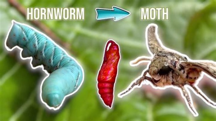 Are hornworms safe to hold?