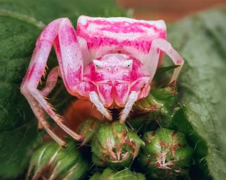 Are pink spiders real?
