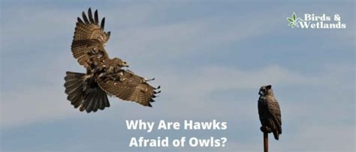Are rats afraid of owls?