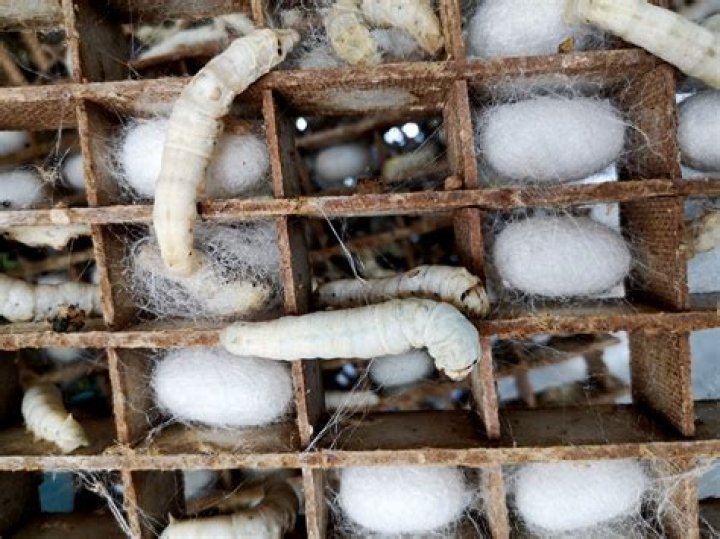 Are silkworms actually worms?