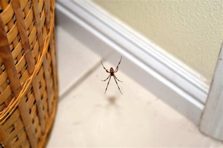 Are spiders attracted to vinegar?