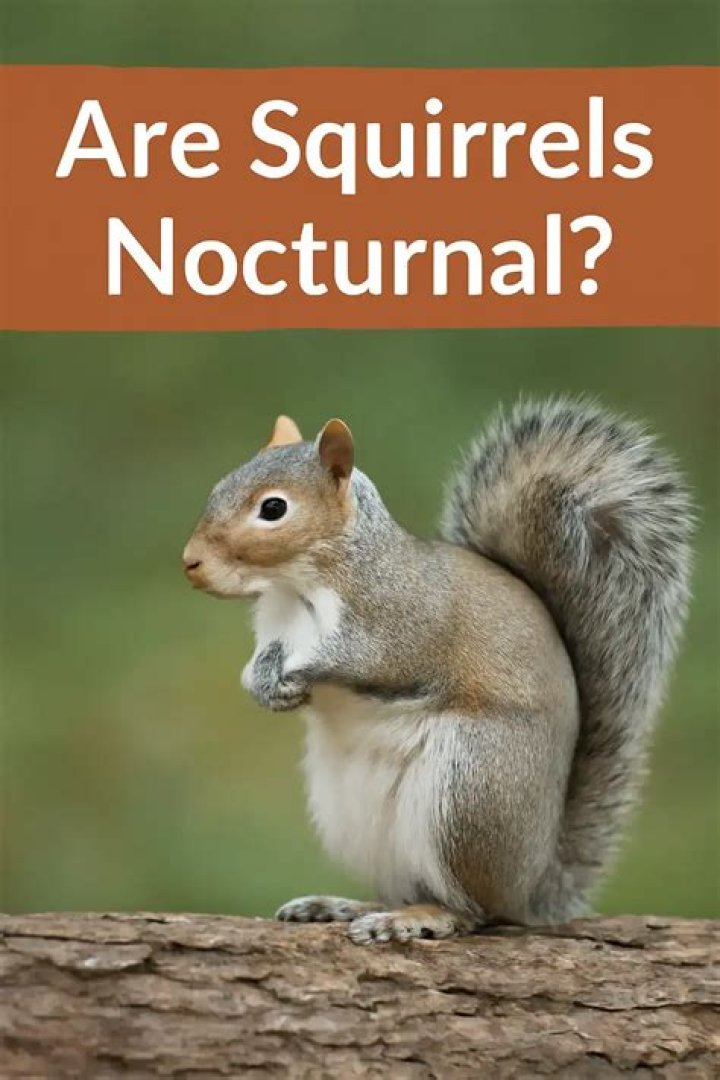 Are squirrels hard to get rid of?