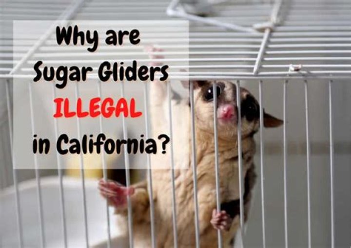 Are sugar gliders illegal in California?
