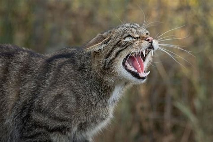 Are there any wild cats in the UK?