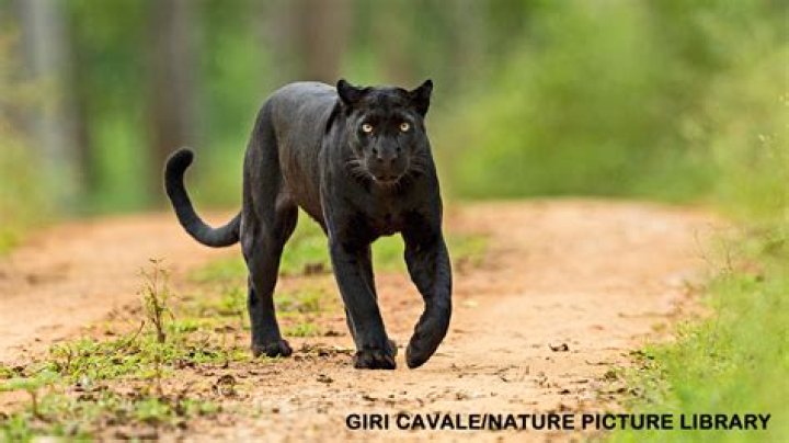 Are there Panthers in Caribbean?