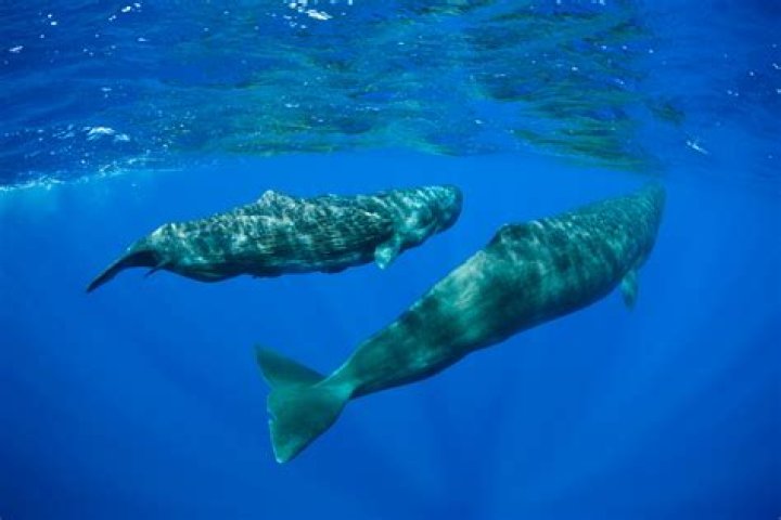 Are there whales in the Bahamas?