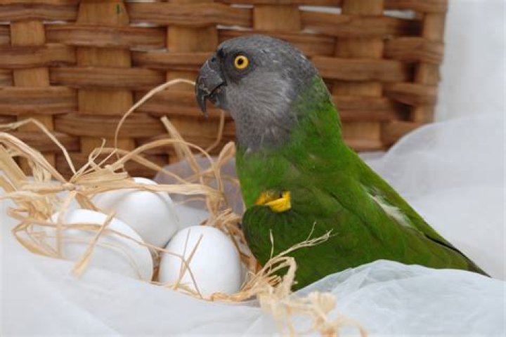 Can a bird lay an egg without mating?