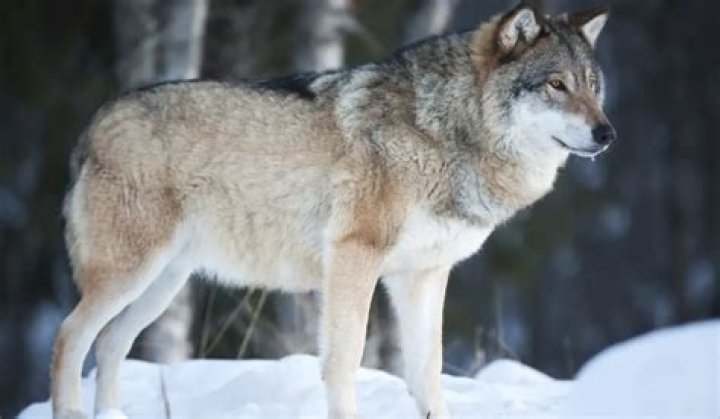 Can a horse outrun a wolf?