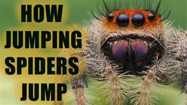 Can a jumping spider jump?