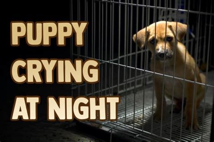 Can a puppy cry?