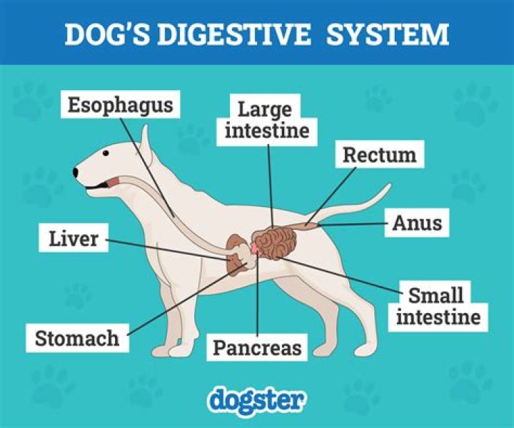 Can a puppy digest fish bone?