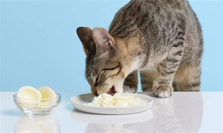 Can cats eat raw egg?