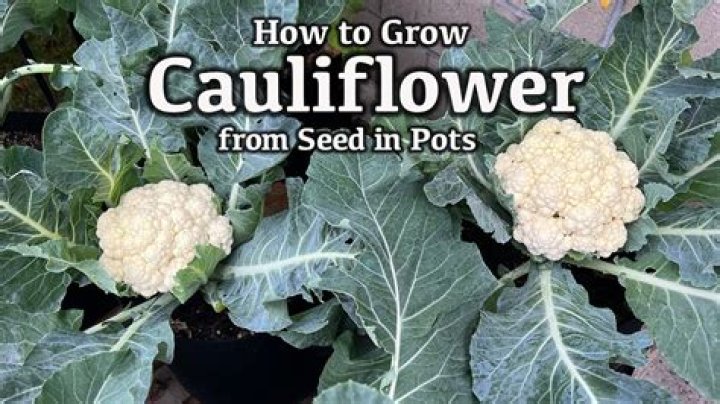 Can cauliflower make you sick?