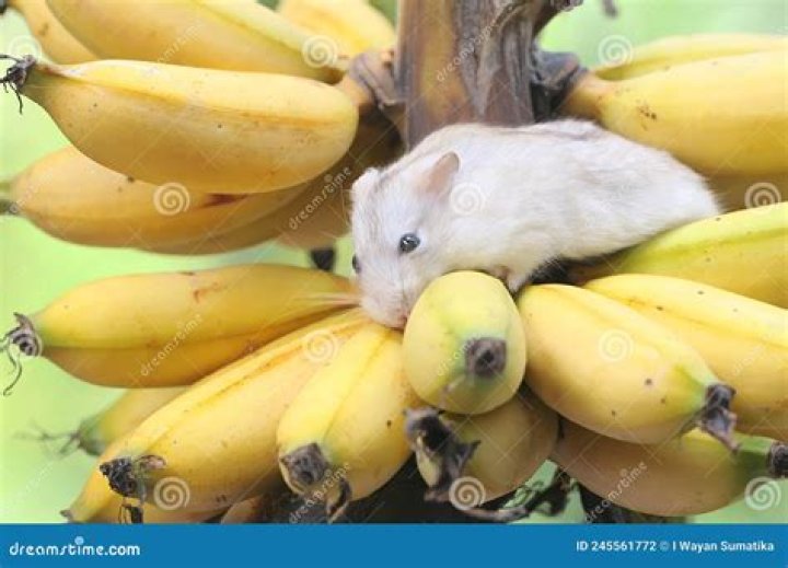 Can chinchillas eat banana?