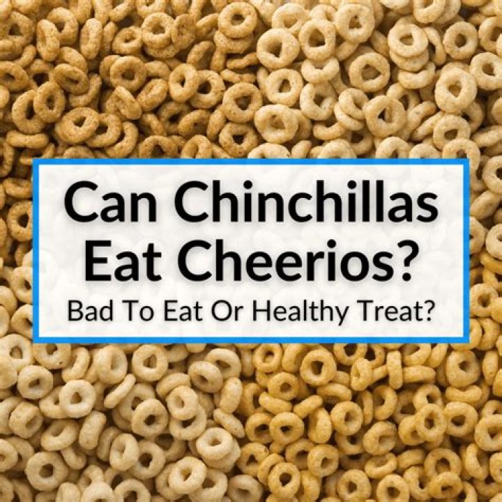 Can chinchillas eat cheerios?