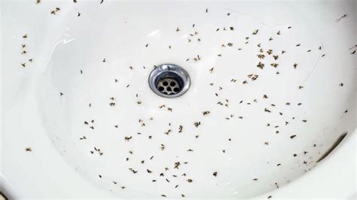 Can dirty laundry cause bugs?