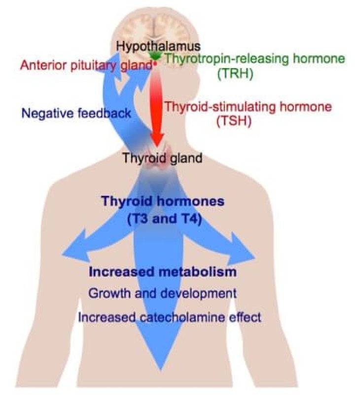Can high TSH cause shortness of breath?