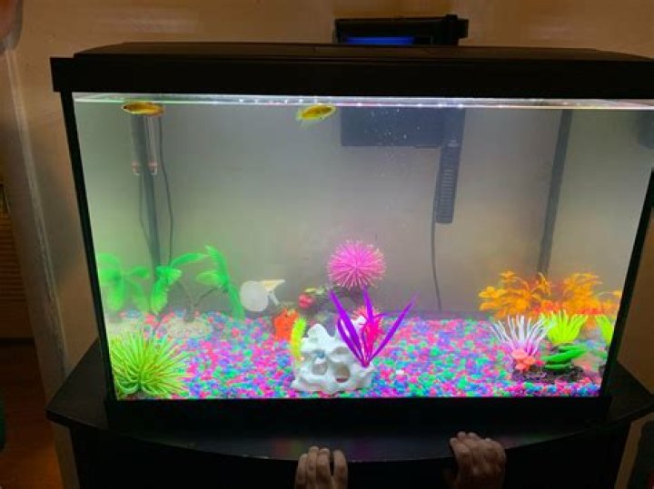 Can I put flowers in my betta fish tank?