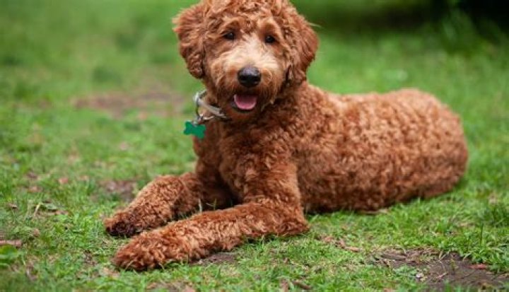 Can Labradoodle live in hot weather?