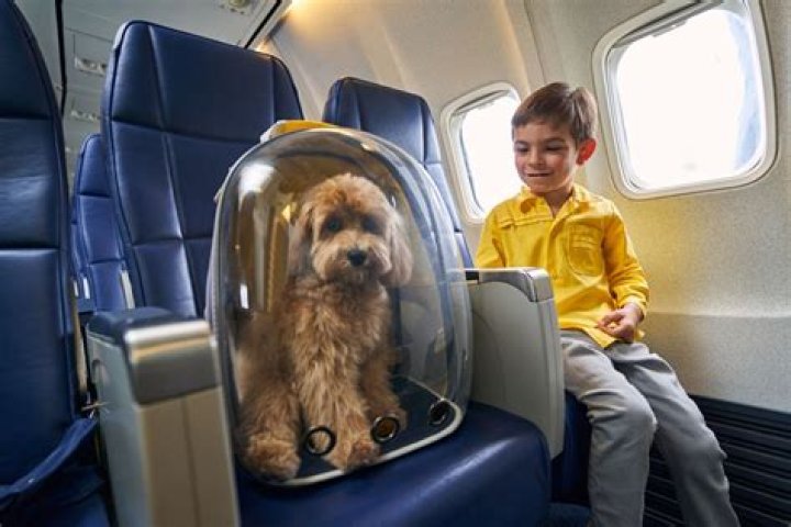 Can large dogs fly first class?