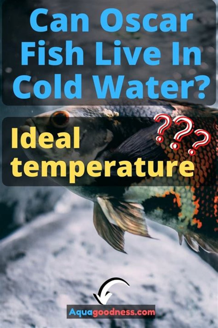 Can oscar fish survive in cold water?