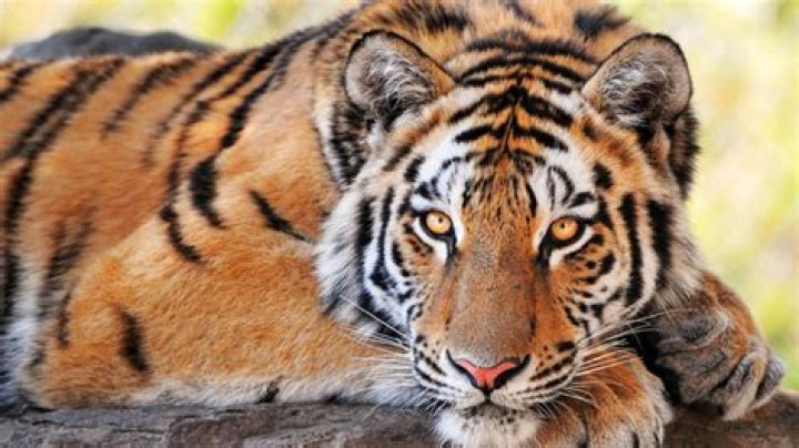 Can tigers purr?