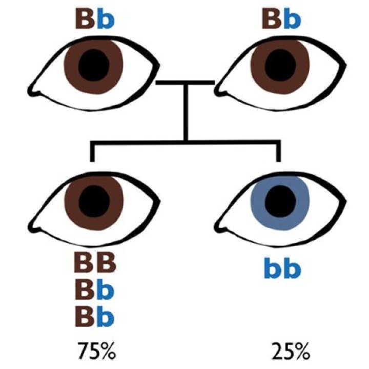 Can two brown eyed people have a blue-eyed baby?