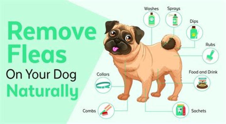 Can washing your dog get rid of fleas?