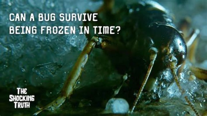 Can worms survive being frozen?