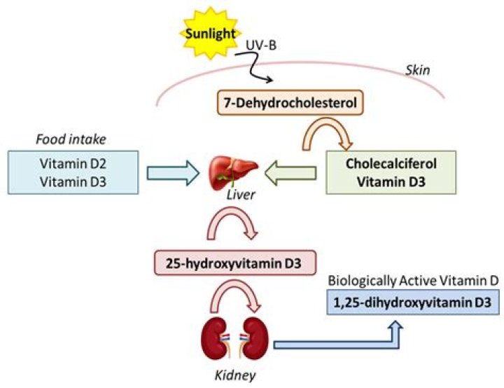 Can you absorb vitamin D without a gallbladder?