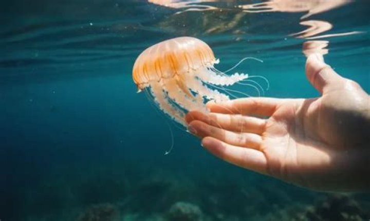 Can you breed jellyfish?