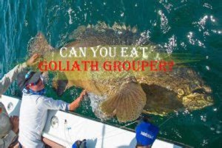Can you eat Goliath groupers?