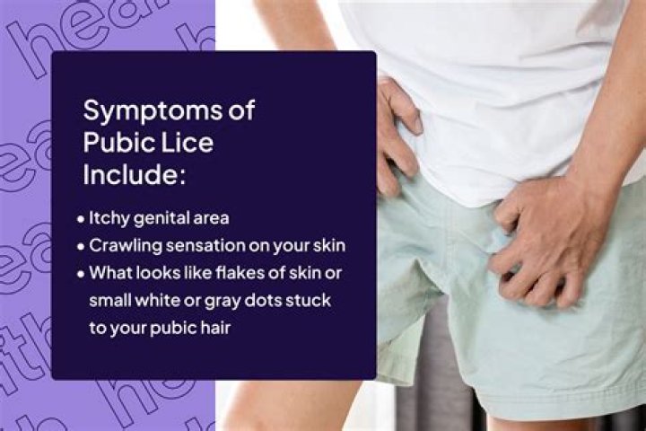 Can you get pubic lice with no hair?