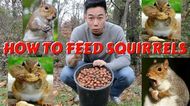 Can you hand feed squirrels?