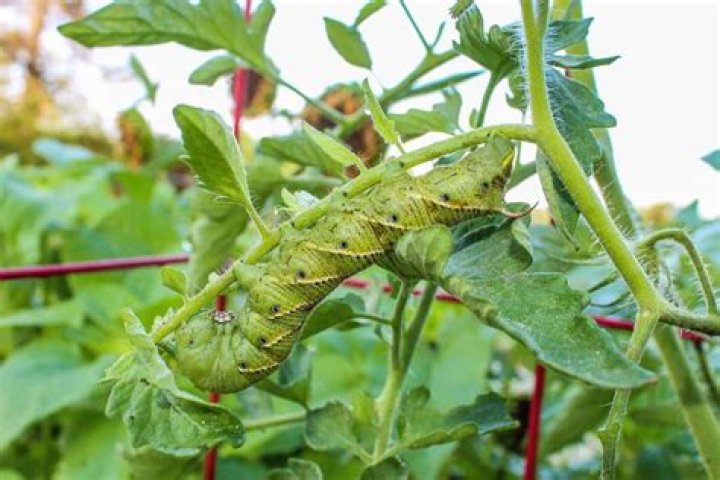 Can you keep a tomato hornworm as a pet?