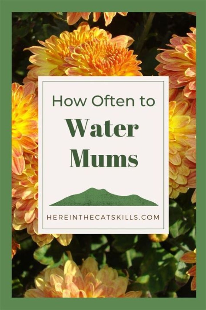 Can you overwater mums?