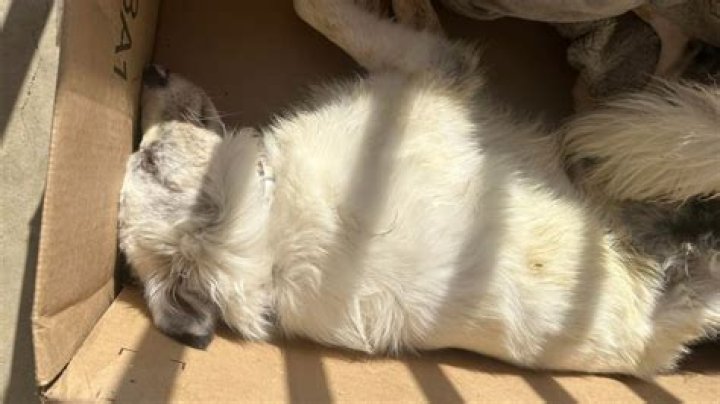 Can you put a dead dog in the freezer?