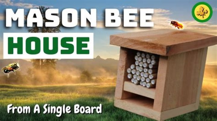 Can you relocate mason bees?