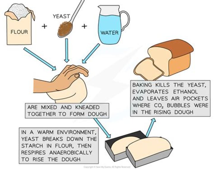 Can you use regular yeast to make wine?