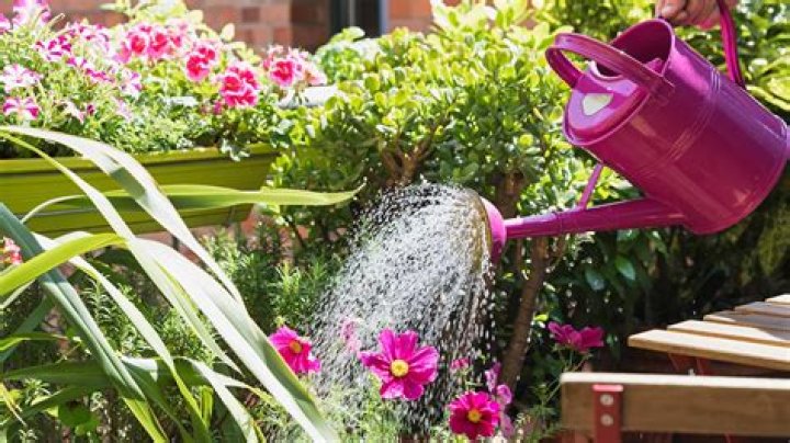 Can you water plants with honey water?