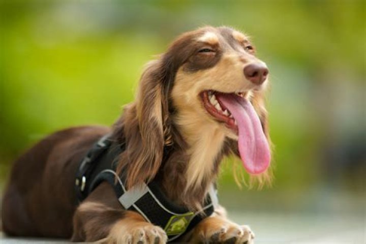 Do all dogs have a killer instinct?