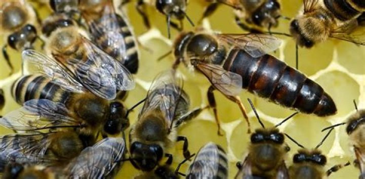 Do bees have queens?