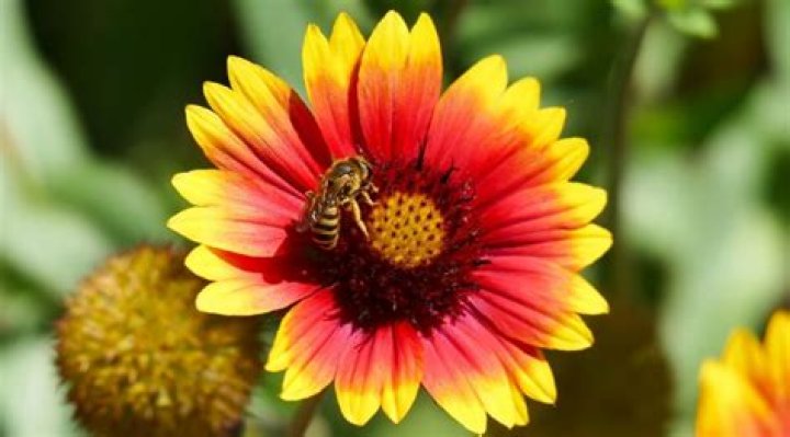Do bees like darkness?