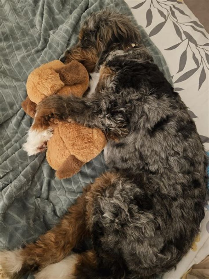 Do Bernedoodles sleep alot?